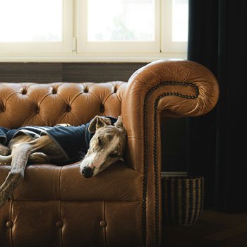 Comforatble-warm-dog Comforatble-warm-dog